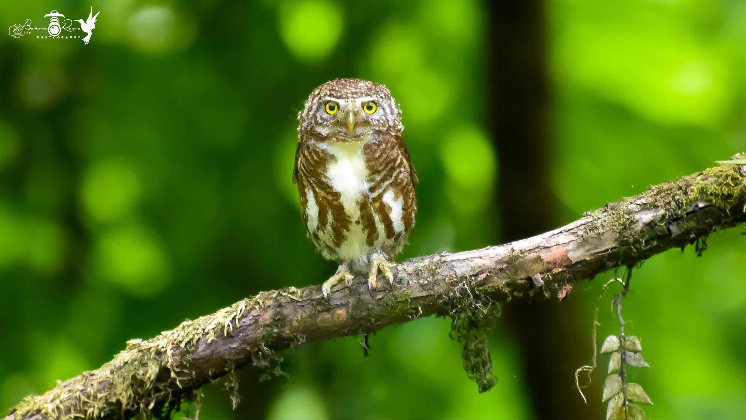 Collared Owlet